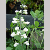 Perennials ~ Baptisia Seedlings, False Indigo ~ Dancing Oaks Nursery and Gardens ~ Retail Nursery ~ Mail Order Nursery