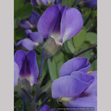 Perennials ~ Baptisia Seedlings, False Indigo ~ Dancing Oaks Nursery and Gardens ~ Retail Nursery ~ Mail Order Nursery