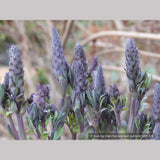 Perennials ~ Baptisia Seedlings, False Indigo ~ Dancing Oaks Nursery and Gardens ~ Retail Nursery ~ Mail Order Nursery