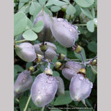 Perennials ~ Baptisia Seedlings, False Indigo ~ Dancing Oaks Nursery and Gardens ~ Retail Nursery ~ Mail Order Nursery