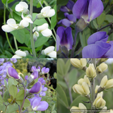 Perennials ~ Baptisia Seedlings, False Indigo ~ Dancing Oaks Nursery and Gardens ~ Retail Nursery ~ Mail Order Nursery