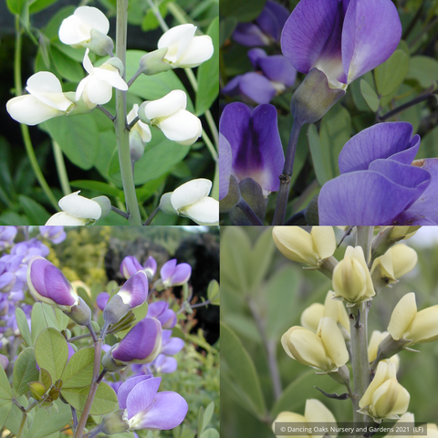 Perennials ~ Baptisia Seedlings, False Indigo ~ Dancing Oaks Nursery and Gardens ~ Retail Nursery ~ Mail Order Nursery
