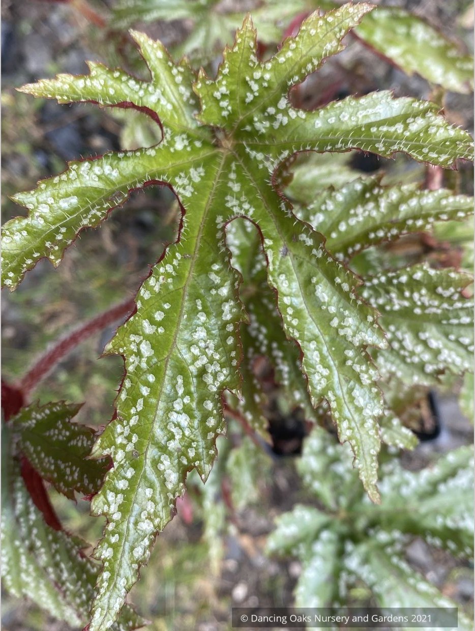 Begonia hemsleyana 'Chandler's Hardy Silver', Chandler's Begonia