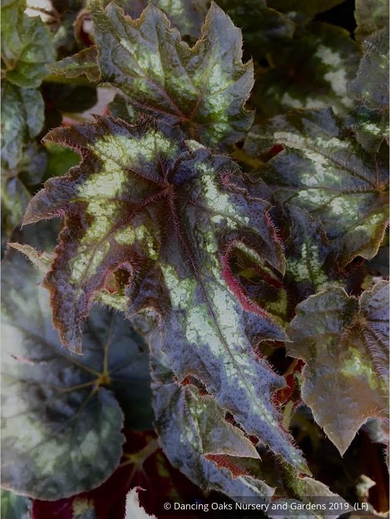 Perennials ~ Begonia aff. palmata DJHM13008, Myanmar Hardy Begonia ~ Dancing Oaks Nursery and Gardens ~ Retail Nursery ~ Mail Order Nursery