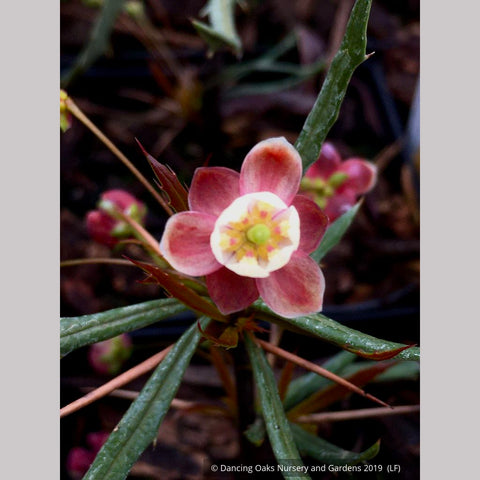 Shrubs ~ Berberis triacanthophora 'Cally Rose', Cally Rose Barberry ~ Dancing Oaks Nursery and Gardens ~ Retail Nursery ~ Mail Order Nursery
