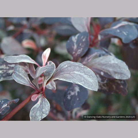 Shrubs ~ Berberis x ottawensis 'Silver Miles', Barberry ~ Dancing Oaks Nursery and Gardens ~ Retail Nursery ~ Mail Order Nursery
