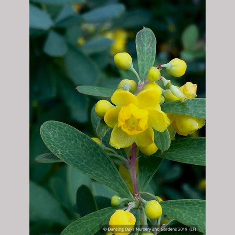 Shrubs ~ Berberis wilsoniae, Mrs Wilson's Barberry ~ Dancing Oaks Nursery and Gardens ~ Retail Nursery ~ Mail Order Nursery