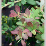 Shrubs ~ Berberis wilsoniae, Mrs Wilson's Barberry ~ Dancing Oaks Nursery and Gardens ~ Retail Nursery ~ Mail Order Nursery