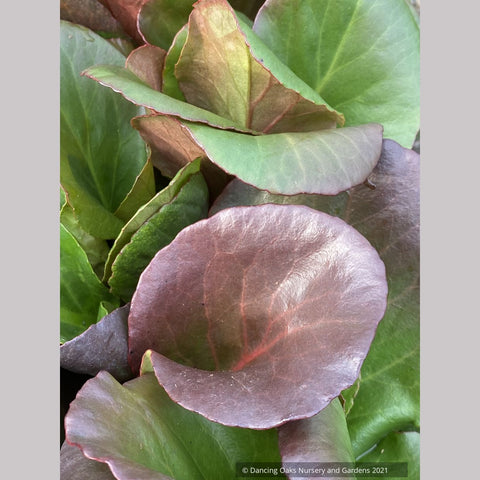 Bergenia cordifolia 'Winter Glow'™ (syn. 'Winterglut'), Pigsqueak