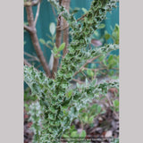 Perennials ~ Berkheya purpurea seedlings, South African Thistle ~ Dancing Oaks Nursery and Gardens ~ Retail Nursery ~ Mail Order Nursery