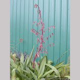 Perennials ~ Beschorneria septentrionalis, Red False Agave ~ Dancing Oaks Nursery and Gardens ~ Retail Nursery ~ Mail Order Nursery