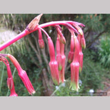 Perennials ~ Beschorneria septentrionalis, Red False Agave ~ Dancing Oaks Nursery and Gardens ~ Retail Nursery ~ Mail Order Nursery
