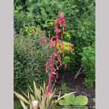 Perennials ~ Beschorneria septentrionalis, Red False Agave ~ Dancing Oaks Nursery and Gardens ~ Retail Nursery ~ Mail Order Nursery