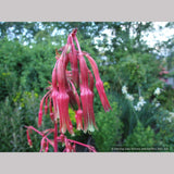 Perennials ~ Beschorneria septentrionalis, Red False Agave ~ Dancing Oaks Nursery and Gardens ~ Retail Nursery ~ Mail Order Nursery