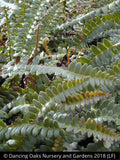 Ferns ~ Austroblechnum penna-marina (syn. Blechnum penna-marina), Alpine Water Fern ~ Dancing Oaks Nursery and Gardens ~ Retail Nursery ~ Mail Order Nursery