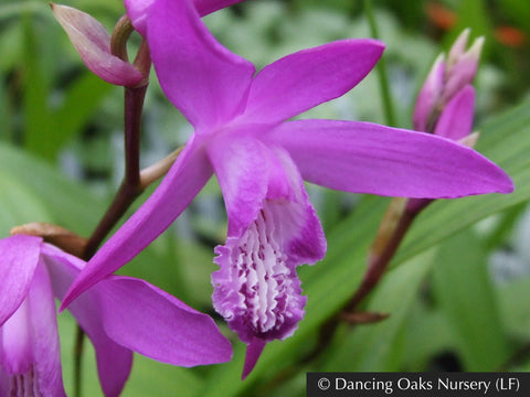 Perennials ~ Bletilla striata 'Big Bob', Terrestrial Orchid ~ Dancing Oaks Nursery and Gardens ~ Retail Nursery ~ Mail Order Nursery