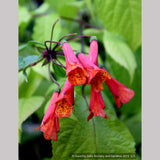 Vines ~ Bomarea caldasii ~ Dancing Oaks Nursery and Gardens ~ Retail Nursery ~ Mail Order Nursery