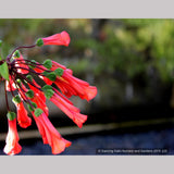 Vines ~ Bomarea caldasii ~ Dancing Oaks Nursery and Gardens ~ Retail Nursery ~ Mail Order Nursery