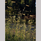 Grasses ~ Bouteloua gracilis 'Blonde Ambition', Blue Grama Grass ~ Dancing Oaks Nursery and Gardens ~ Retail Nursery ~ Mail Order Nursery