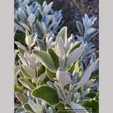 Brachyglottis greyi (syn. Senecio greyi), Daisy Bush