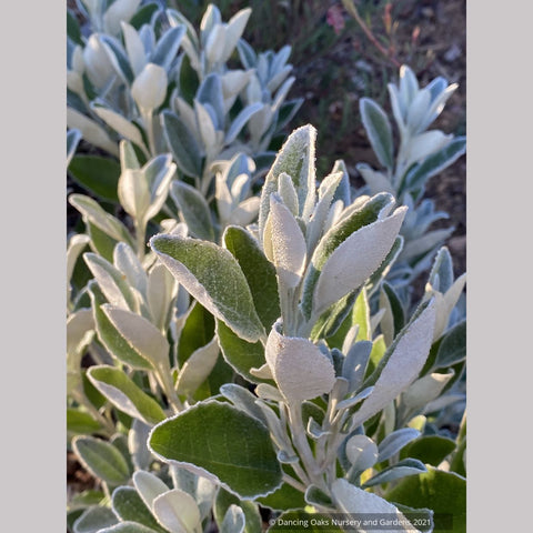 Brachyglottis greyi (syn. Senecio greyi), Daisy Bush