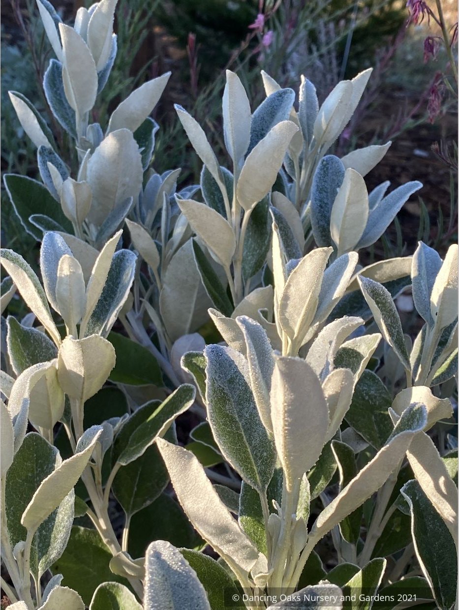 Brachyglottis greyi (syn. Senecio greyi), Daisy Bush