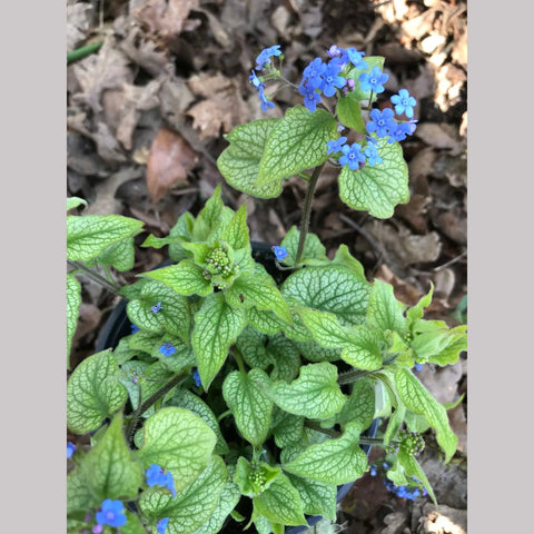 Perennials ~ Brunnera 'Alexander's Great' PPAF, Alexander's Great Brunnera ~ Dancing Oaks Nursery and Gardens ~ Retail Nursery ~ Mail Order Nursery