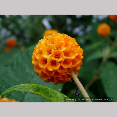 Shrubs ~ Buddleia globosa, Chilean Orange Ball Tree ~ Dancing Oaks Nursery and Gardens ~ Retail Nursery ~ Mail Order Nursery