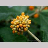 Shrubs ~ Buddleia globosa, Chilean Orange Ball Tree ~ Dancing Oaks Nursery and Gardens ~ Retail Nursery ~ Mail Order Nursery