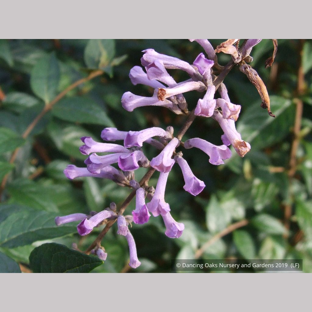 lavender butterfly plant Buddleia lindleyana (syn. B. insignis), Weeping Butterfly Bush – Dancing Oaks Nursery and Gardens
