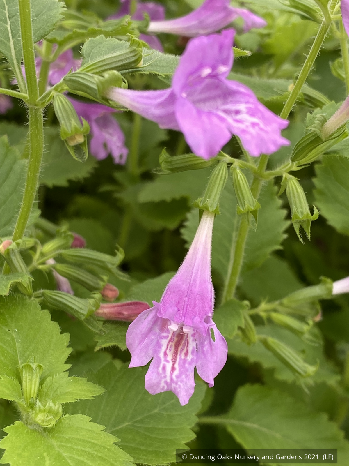 Calamintha grandiflora, Calamint