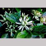 Shrubs ~ Calycanthus floridus 'Athens', Athens Sweet Shrub ~ Dancing Oaks Nursery and Gardens ~ Retail Nursery ~ Mail Order Nursery