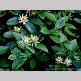 Shrubs ~ Calycanthus floridus 'Athens', Athens Sweet Shrub ~ Dancing Oaks Nursery and Gardens ~ Retail Nursery ~ Mail Order Nursery