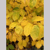 Calycanthus x raulstonii 'Hartlage Wine', Sweetshrub