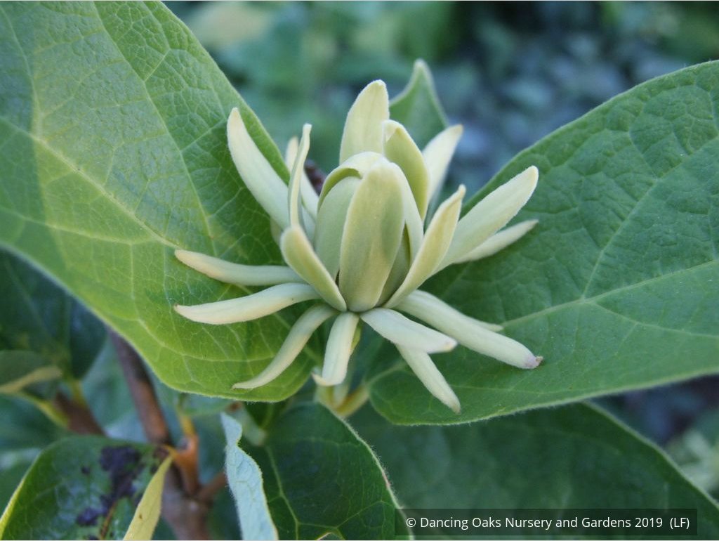 Shrubs ~ Calycanthus floridus 'Athens', Athens Sweet Shrub ~ Dancing Oaks Nursery and Gardens ~ Retail Nursery ~ Mail Order Nursery