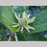 Shrubs ~ Calycanthus floridus 'Athens', Athens Sweet Shrub ~ Dancing Oaks Nursery and Gardens ~ Retail Nursery ~ Mail Order Nursery