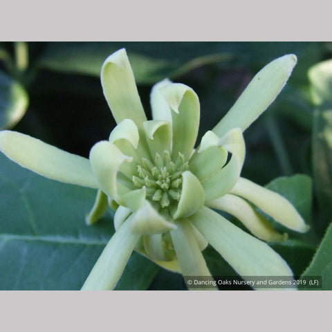 Shrubs ~ Calycanthus floridus 'Athens', Athens Sweet Shrub ~ Dancing Oaks Nursery and Gardens ~ Retail Nursery ~ Mail Order Nursery