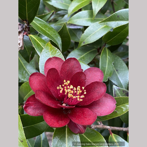 Shrubs ~ Camellia x williamsii ‘Night Rider’ ~ Dancing Oaks Nursery and Gardens ~ Retail Nursery ~ Mail Order Nursery