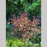Shrubs ~ Camellia x williamsii ‘Night Rider’ ~ Dancing Oaks Nursery and Gardens ~ Retail Nursery ~ Mail Order Nursery