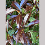 Shrubs ~ Camellia x williamsii ‘Night Rider’ ~ Dancing Oaks Nursery and Gardens ~ Retail Nursery ~ Mail Order Nursery