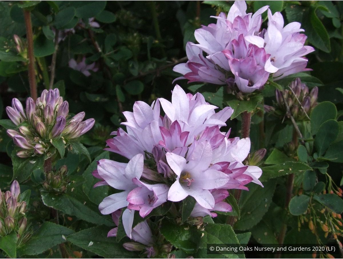 Perennials ~ Campanula glomerata 'Caroline' ~ Dancing Oaks Nursery and Gardens ~ Retail Nursery ~ Mail Order Nursery