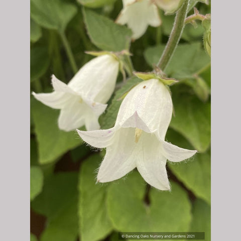 Campanula dolomitica, Bellflower
