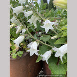 Campanula dolomitica, Bellflower