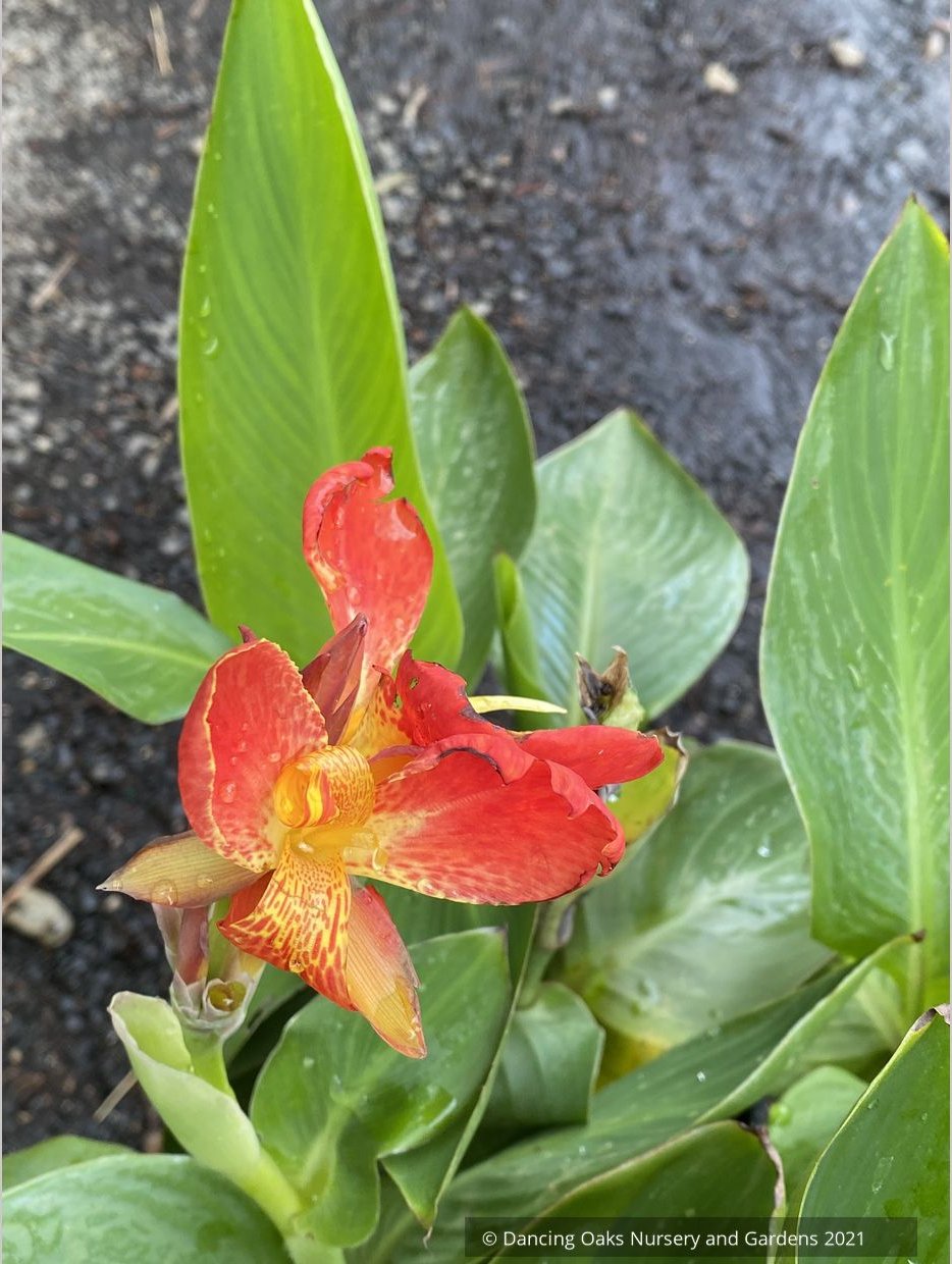 Canna 'South Pacific Scarlet', Compact Canna Lily