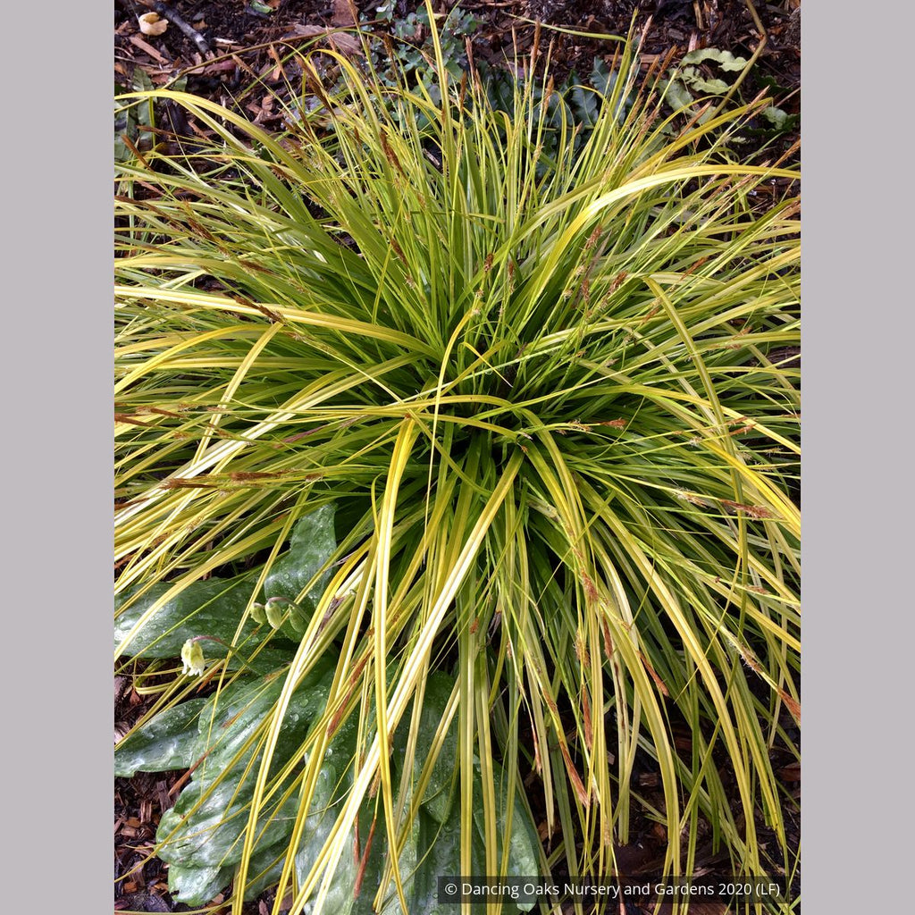 Carex oshimensis EverColor® 'Everillo', Golden Japanese Sedge