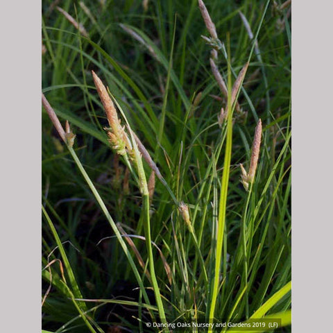 Grasses ~ Carex pensylvanica 'Straw Hat', Pennsylvania Sedge ~ Dancing Oaks Nursery and Gardens ~ Retail Nursery ~ Mail Order Nursery