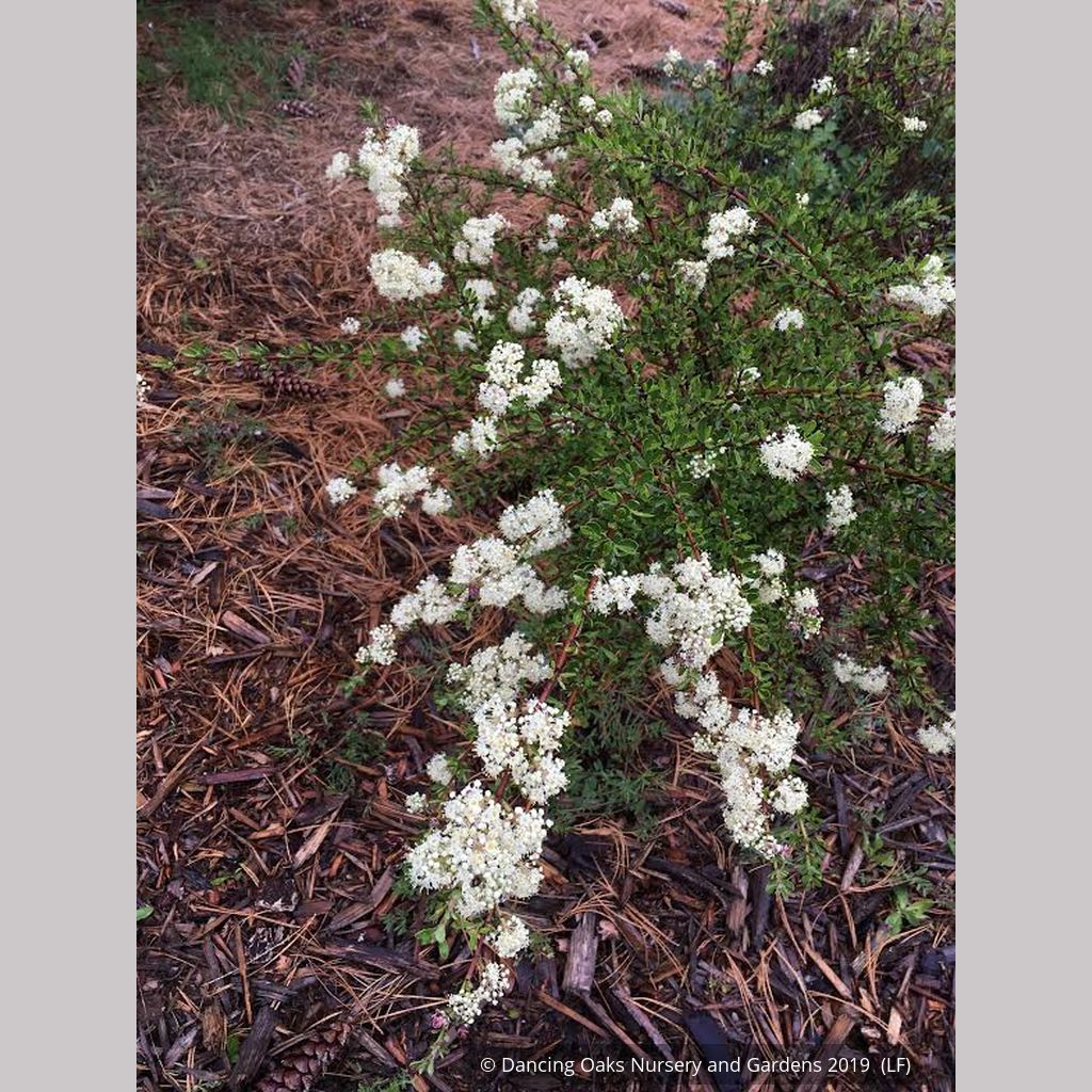 Ceanothus cuneatus ssp. cuneatus 'Adair Village', Buckbrush – Dancing Oaks  Nursery and Gardens