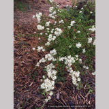 Shrubs ~ Ceanothus cuneatus ssp. cuneatus ‘Adair Village’, Buckbrush ~ Dancing Oaks Nursery and Gardens ~ Retail Nursery ~ Mail Order Nursery
