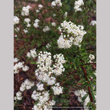 Shrubs ~ Ceanothus cuneatus ssp. cuneatus ‘Adair Village’, Buckbrush ~ Dancing Oaks Nursery and Gardens ~ Retail Nursery ~ Mail Order Nursery