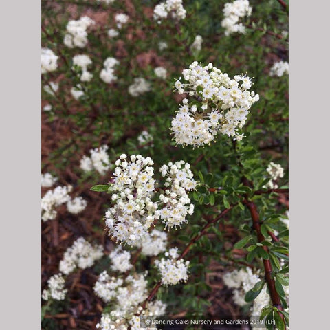 Shrubs ~ Ceanothus cuneatus ssp. cuneatus ‘Adair Village’, Buckbrush ~ Dancing Oaks Nursery and Gardens ~ Retail Nursery ~ Mail Order Nursery